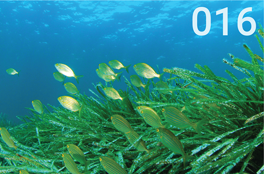 Seagrasses, the forgotten ecosystems